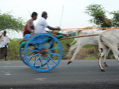 A Bullock Cart Race in Chettinad, Tamil Naduj