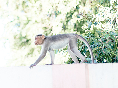 Langur on a wall