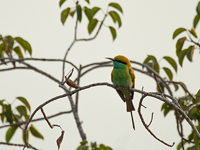 RAAS Jodhpur