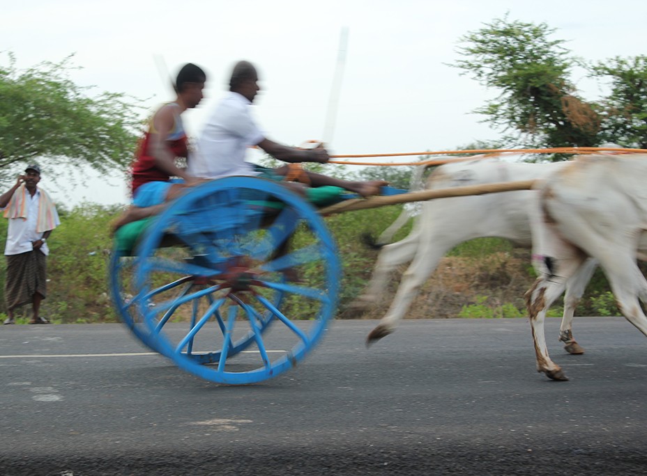 A Bullock Cart Race